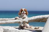 CAVALIER KING CHARLES 112
